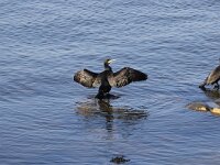 Phalacrocorax carbo 51, Aalscholver, Saxifraga-Peter  Meininger