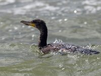 Phalacrocorax carbo 53, Aalscholver, Saxifraga-Bart Vastenhouw
