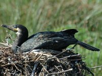 Phalacrocorax carbo 6, Aalscholver, Saxifraga-Jan van der Straaten
