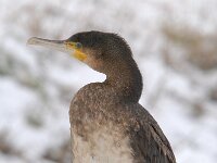 Phalacrocorax carbo 63, Aalscholver, Saxifraga-Luuk Vermeer