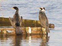 Phalacrocorax carbo 66, Aalscholver, Saxifraga-Luuk Vermeer