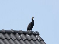 Phalacrocorax carbo 86, Aalscholver, Saxifraga-Willem van Kruijsbergen