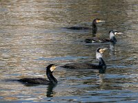 Phalacrocorax carbo 91, Aalscholver, Saxifraga-Ed Stikvoort