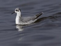 Phalaropus fulicarius 10, Rosse franjepoot, Saxifraga-Mark Zekhuis
