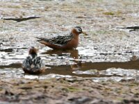Phalaropus fulicarius 17, Rosse franjepoot, Saxifraga-Bart Vastenhouw