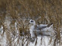 Phalaropus fulicarius 2, Rosse franjepoot, Saxifraga-Mark Zekhuis