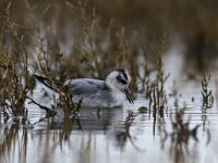 Phalaropus fulicarius 4, Rosse franjepoot, Saxifraga-Mark Zekhuis