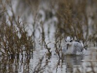 Phalaropus fulicarius 6, Rosse franjepoot, Saxifraga-Mark Zekhuis
