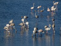 Phoenicopterus roseus 103, Flamingo, Saxifraga-Ed Stikvoort