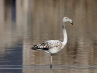 Phoenicopterus roseus 104, Flamingo, Saxifraga-Iztok Skornik
