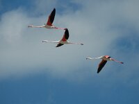 Phoenicopterus roseus 119, Flamingo, Saxifraga-Jan van der Straaten