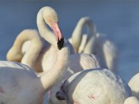 Phoenicopterus roseus 12, Flamingo, Saxifraga-Tom Heijnen