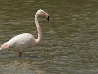 Phoenicopterus roseus 122, Flamingo, Saxifraga-Jan van der Straaten