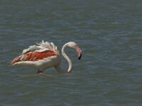 Phoenicopterus roseus 124, Flamingo, Saxifraga-Jan van der Straaten