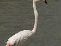 Phoenicopterus roseus 127, Flamingo, Saxifraga-Jan van der Straaten