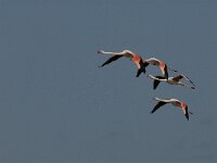 Phoenicopterus roseus 129, Flamingo, Saxifraga-Jan van der Straaten