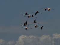 Phoenicopterus roseus 132, Flamingo, Saxifraga-Jan van der Straaten