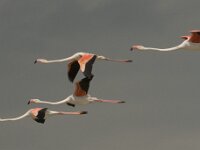 Phoenicopterus roseus 134, Flamingo, Saxifraga-Marijke Verhagen