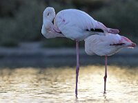 Phoenicopterus roseus 17, Flamingo, Saxifraga-Tom Heijnen