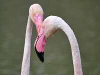 Phoenicopterus roseus 20, Flamingo, Saxifraga-Tom Heijnen