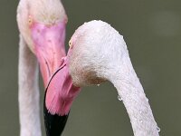 Phoenicopterus roseus 21, Flamingo, Saxifraga-Tom Heijnen