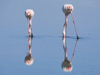 Phoenicopterus roseus 29, Flamingo, Saxifraga-Tom Heijnen