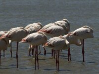 Phoenicopterus roseus 40, Flamingo, Saxifraga-Jan van der Straaten