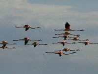 Phoenicopterus roseus 47, Flamingo, Saxifraga-Marijke Verhagen