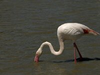 Phoenicopterus roseus 50, Flamingo, Saxifraga-Jan van der Straaten