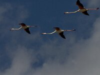 Phoenicopterus roseus 51, Flamingo, Saxifraga-Marijke Verhagen