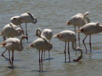 Phoenicopterus roseus 56, Flamingo, Saxifraga-Jan van der Straaten