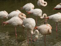 Phoenicopterus roseus 65, Flamingo, Saxifraga-Willem van Kruijsbergen