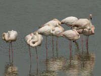 Phoenicopterus roseus 66, Flamingo, Saxifraga-Willem van Kruijsbergen