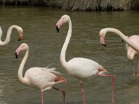 Phoenicopterus roseus 70, Flamingo, Saxifraga-Willem van Kruijsbergen