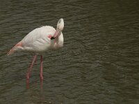 Phoenicopterus roseus 72, Flamingo, Saxifraga-Willem van Kruijsbergen
