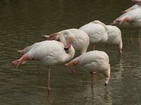 Phoenicopterus roseus 76, Flamingo, Saxifraga-Willem van Kruijsbergen