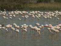 Phoenicopterus roseus 79, Flamingo, Saxifraga-Willem van Kruijsbergen