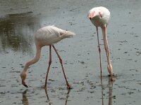 Phoenicopterus roseus 83, Flamingo, Saxifraga-Willem van Kruijsbergen