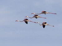 Phoenicopterus roseus 89, Flamingo, Saxifraga-Mark Zekhuis