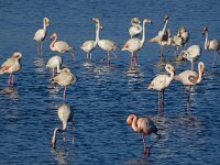 Phoenicopterus roseus 92, Flamingo, Saxifraga-Ed Stikvoort