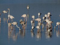 Phoenicopterus roseus 94, Flamingo, Saxifraga-Ed Stikvoort