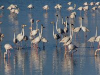 Phoenicopterus roseus 95, Flamingo, Saxifraga-Ed Stikvoort