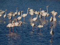 Phoenicopterus roseus 96, Flamingo, Saxifraga-Ed Stikvoort