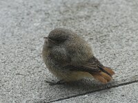 Phoenicurus ochruros 12, Zwarte roodstaart, Saxifraga-Willem van Kruijsbergen