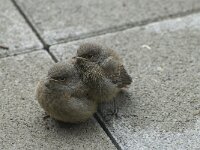 Phoenicurus ochruros 13, Zwarte roodstaart, Saxifraga-Willem van Kruijsbergen