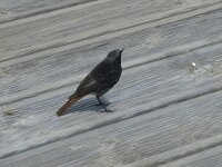 Phoenicurus ochruros 15, Zwarte roodstaart, Saxifraga-Willem van Kruijsbergen