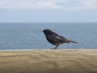 Phoenicurus ochruros 16, Zwarte roodstaart, Saxifraga-Willem van Kruijsbergen