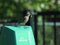 Phoenicurus ochruros 24, Zwarte roodstaart, Saxifraga-Henk Sierdsema