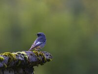 Phoenicurus ochruros 26, Zwarte roodstaart, Saxifraga-Jan Nijendijk