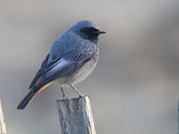 Phoenicurus ochruros 27, Zwarte roodstaart, Saxifraga-Mark Zekhuis